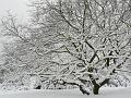 Snow, Blackheath P1070047